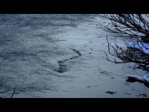 Legend Of Loch Ness | River Monsters Special
