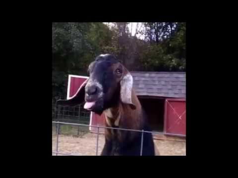 Goat making funny noise with tongue